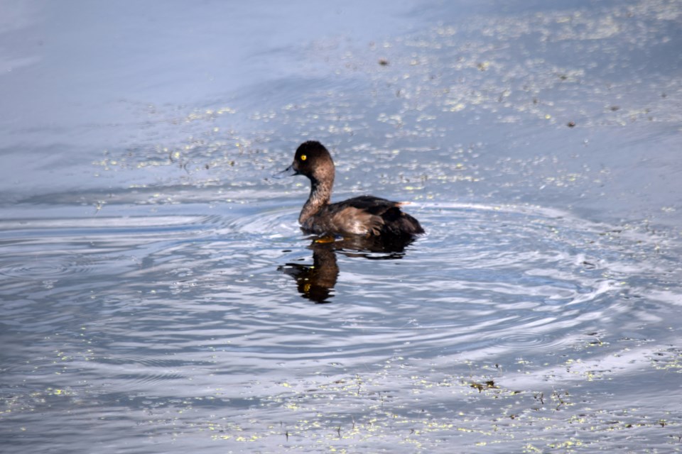 American Black Duck-Barry Kerton-cut in meta