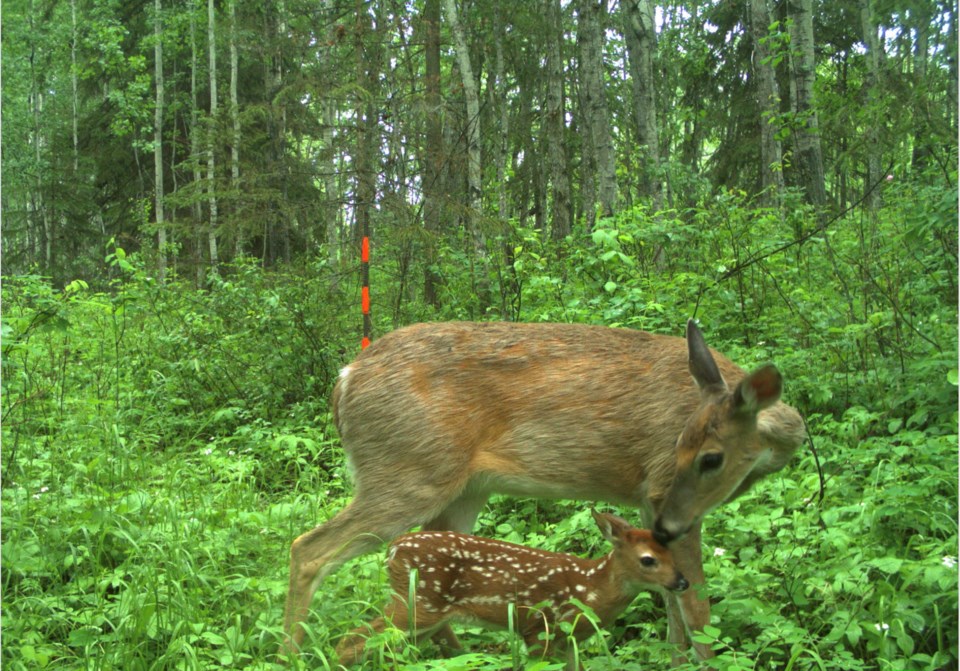 ath-wildlife-cam-deer-and-faun