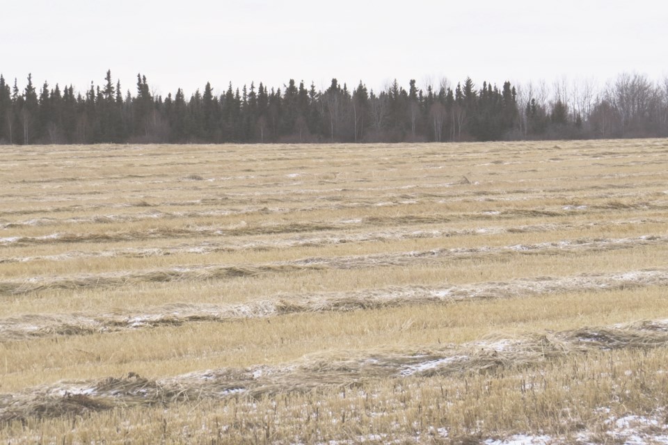 20191126-Athabasca County Crops-BT-01