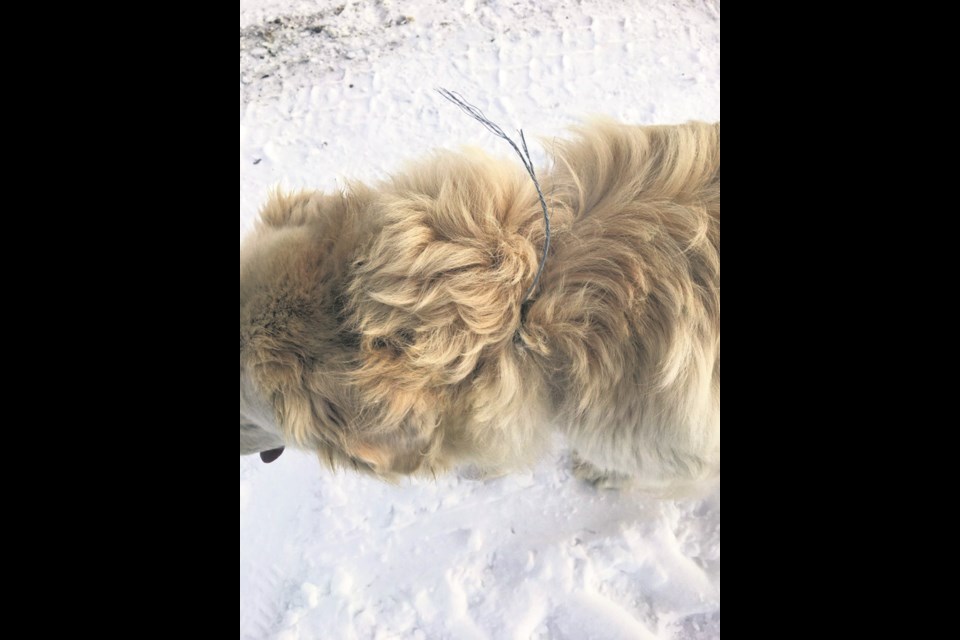 Jan Krawiec's Great Pyrenees got caught in a kill snare in a place she had walked her dogs hundreds of times before. She wants everyone to be aware of baited snares in the county.
Supplied 