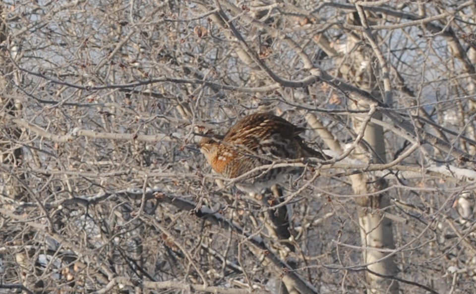 20200102-Athabasca Bird Walk-01