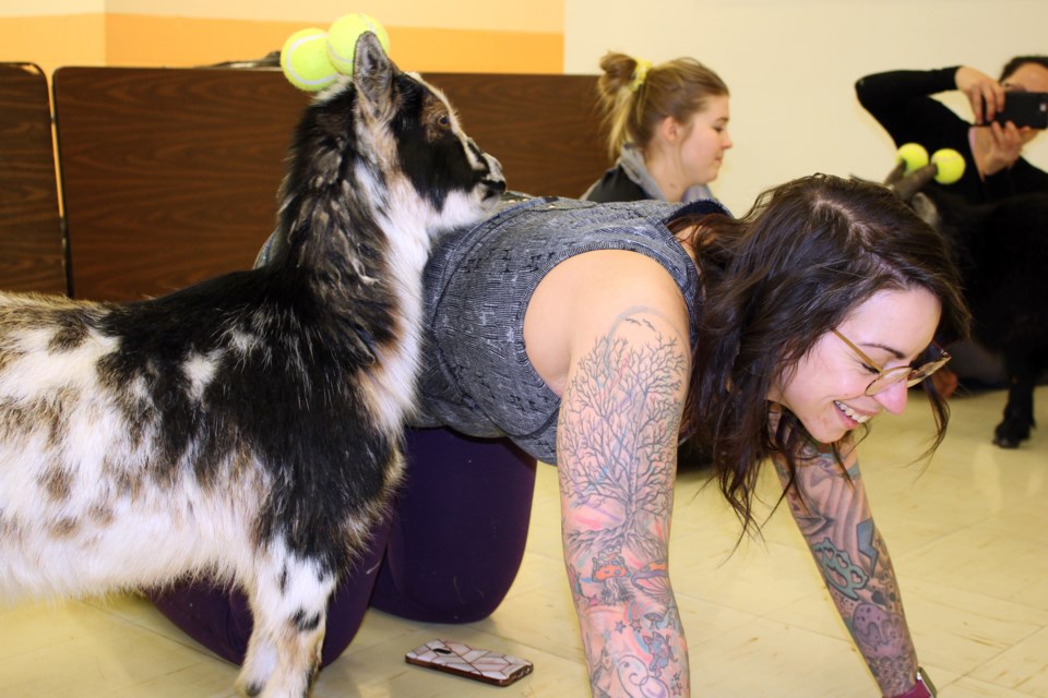 A goat eats food off of Village of Boyle Coun. Shelby Kiteley’s back during a session of goat yoga March 6 in the basement of the Boyle Community Centre. The event was hosted by goat farmer Terryl Turner and yoga instructor Courtney Lantz.
Photos by Bryan Taylor/AA