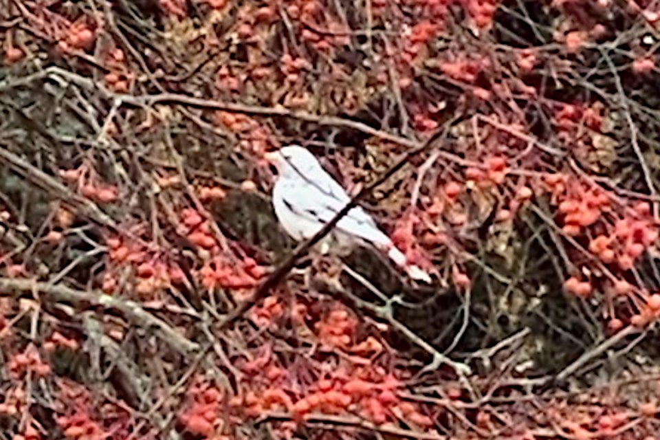 202009 Albino Robin_GeraldYvonneDoroshenko_SUB_WEB