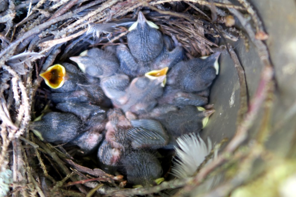 A tangle of bodies and beaks of baby wrens. Albert Karvonen carefully takes the lid off the Telus “coffee can” nesting box to check the status of the eggs and then fledglings. Three boxes were used this summer in his area and Karvonen was able to count eight eggs in each with all but one egg hatching.