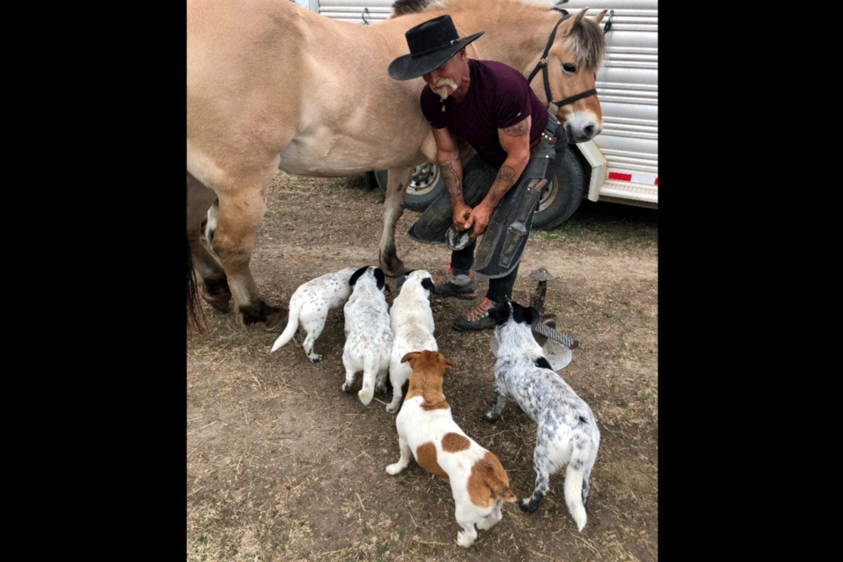 Helping horses heal