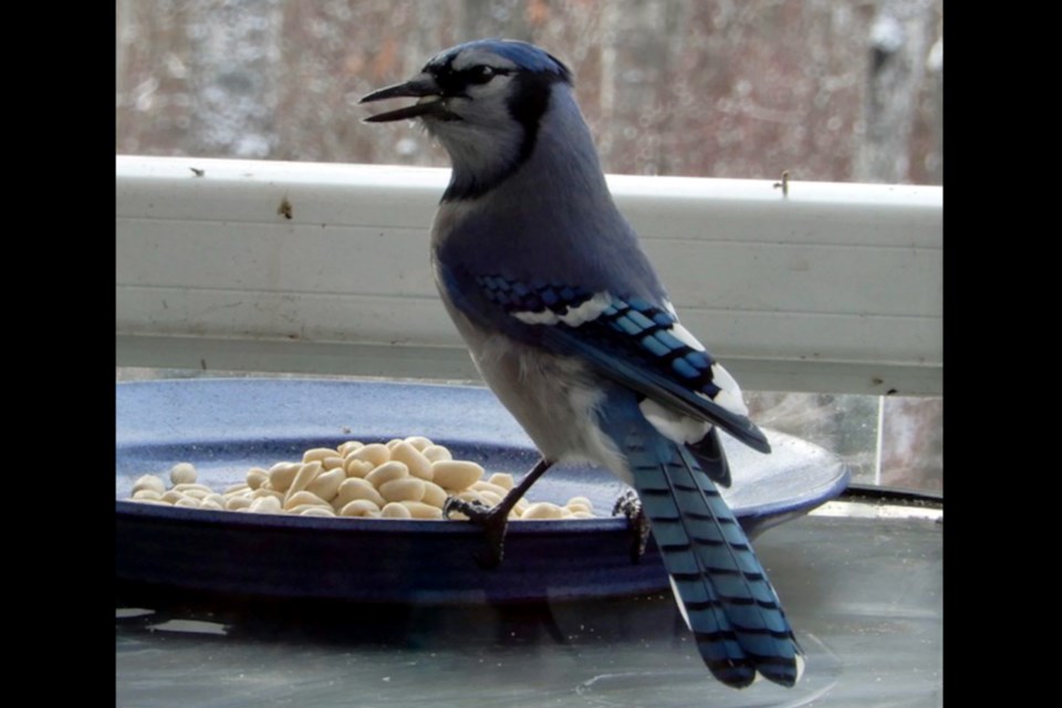 20211125 Blue Jay_Supplied_WEB