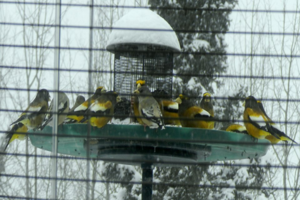 20211227 Evening and Pine Grosbeaks_Bird Count