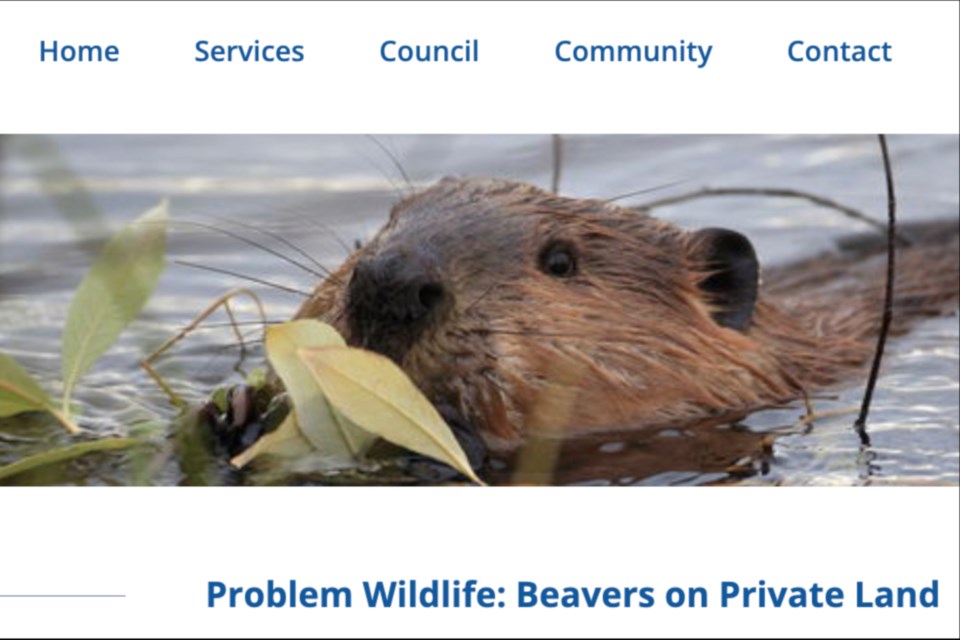 20230115-ath-county-webpage-re-beavers_web
