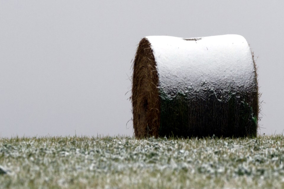 22930888_bale in winter field_WEB