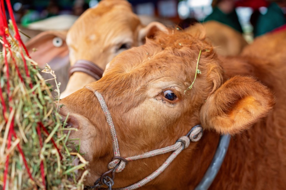 close-up-of-a-show-cow-eating_WEB