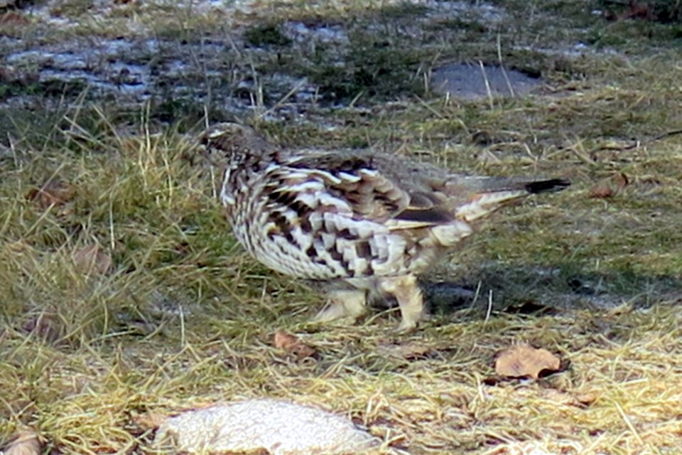 Grouse are one of the many creatures Karvonen encounters while cross country skiing almost daily around his home east of Boyle. He finds being out and active helps not only his physical well-being but his mental health as well.
