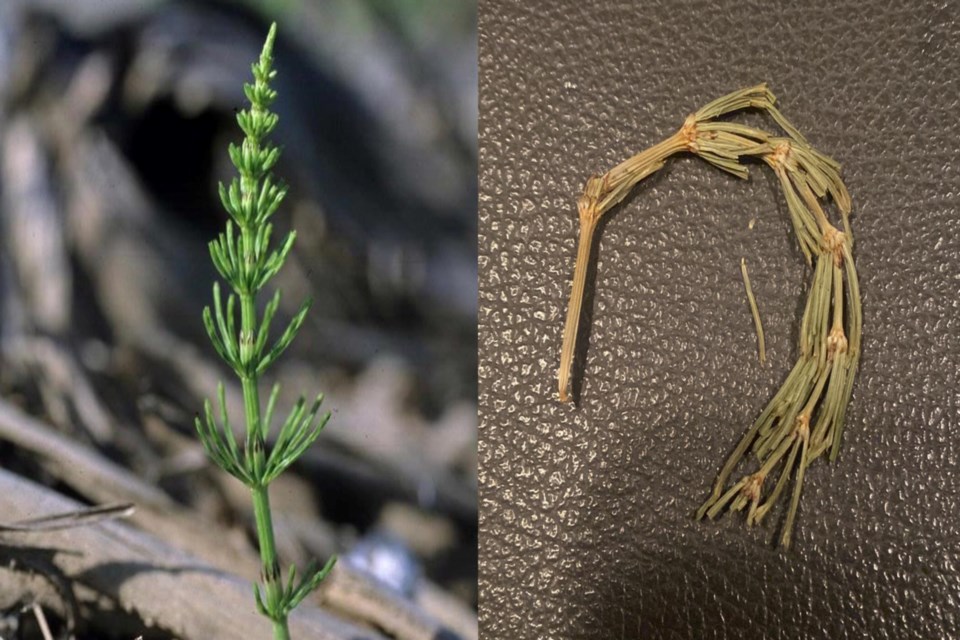 Marestail before and after_WEB