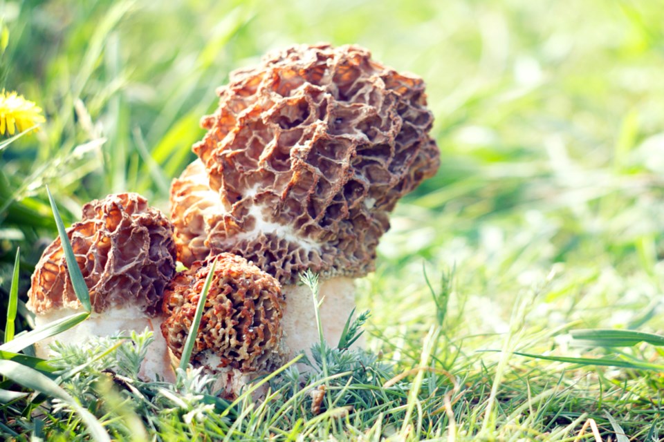 Morel Mushrooms_File_WEB