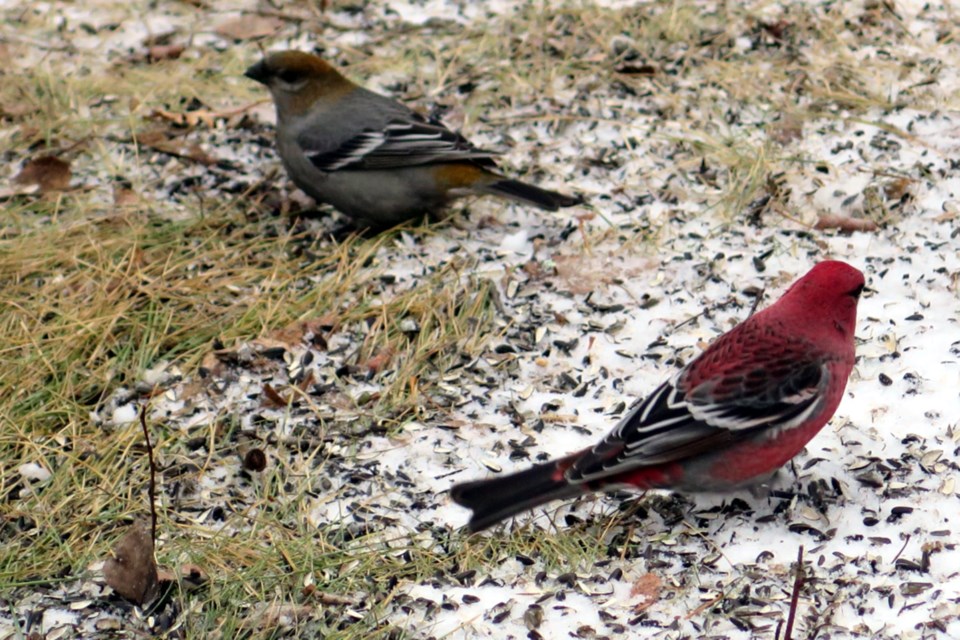 While Karvonen is out skiing both for his physical and mental fitness almost every day he encounters wildlife, like these Pine Grosbeaks, and signs of wildlife which reinforces his deep connection to nature. 