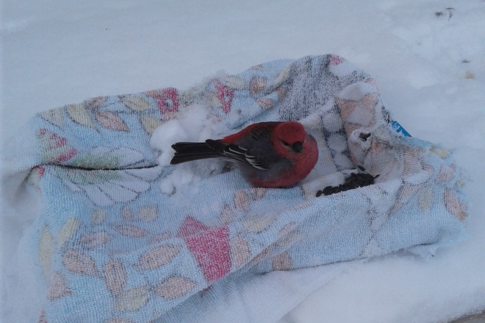 Athabasca bird rescue Gail Hussynec