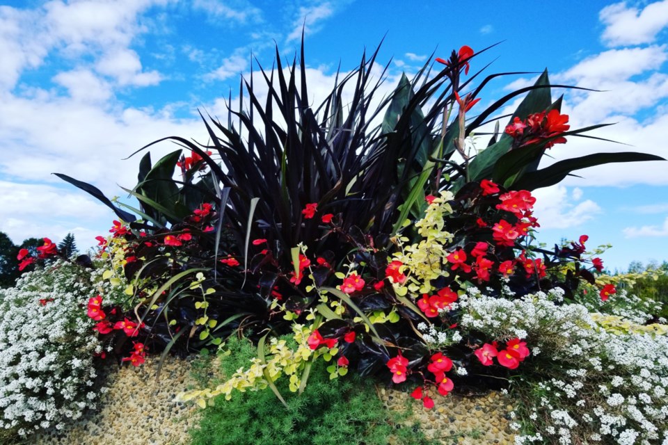 Athabasca planters - Daniel Schiff