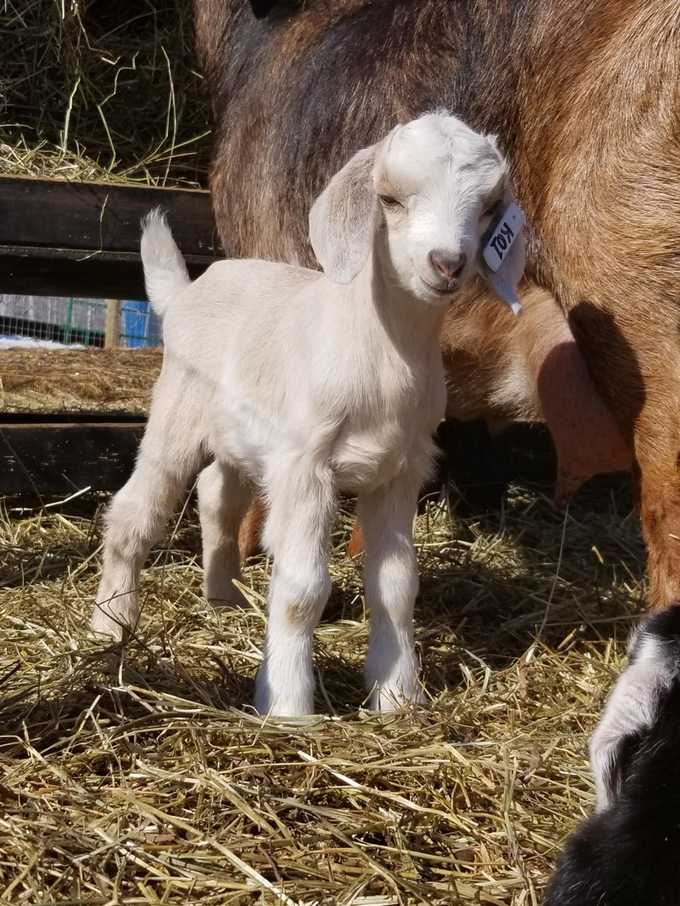 Baby goat web