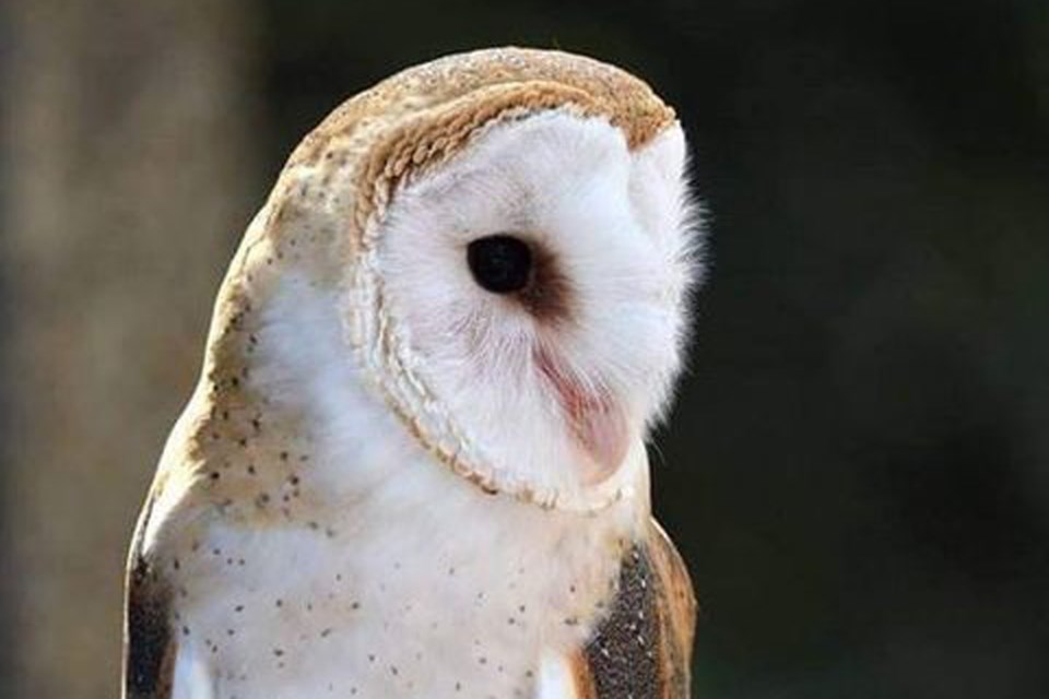 Barn Owl - Denise Lang-Wells