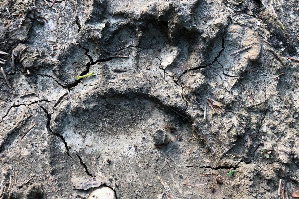 Bear print in mud_Pam Ilomin
