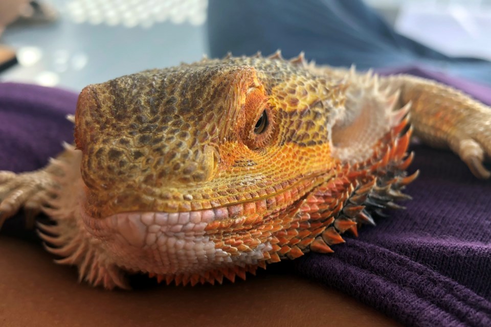 Bearded Dragon_PI