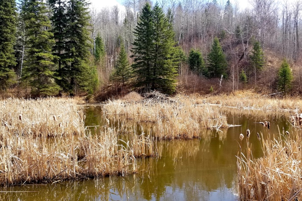 Beaver pond - muskeg creek trails - mother's day Daniel Schiff