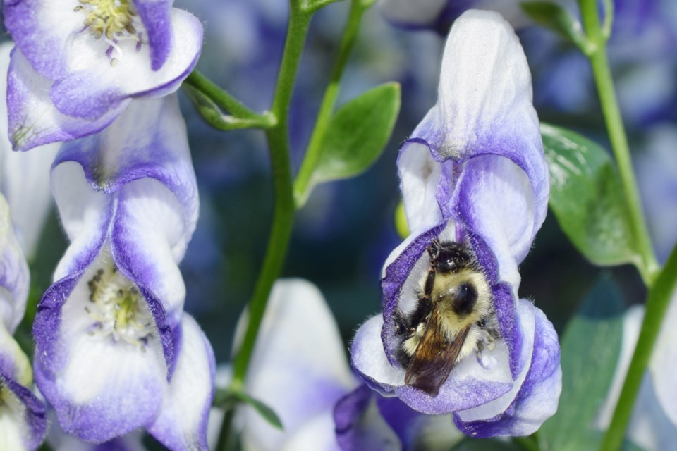 Bee lady slipper1