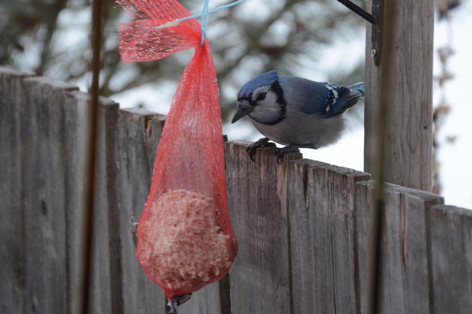 Blue Jay suet Les Dunford