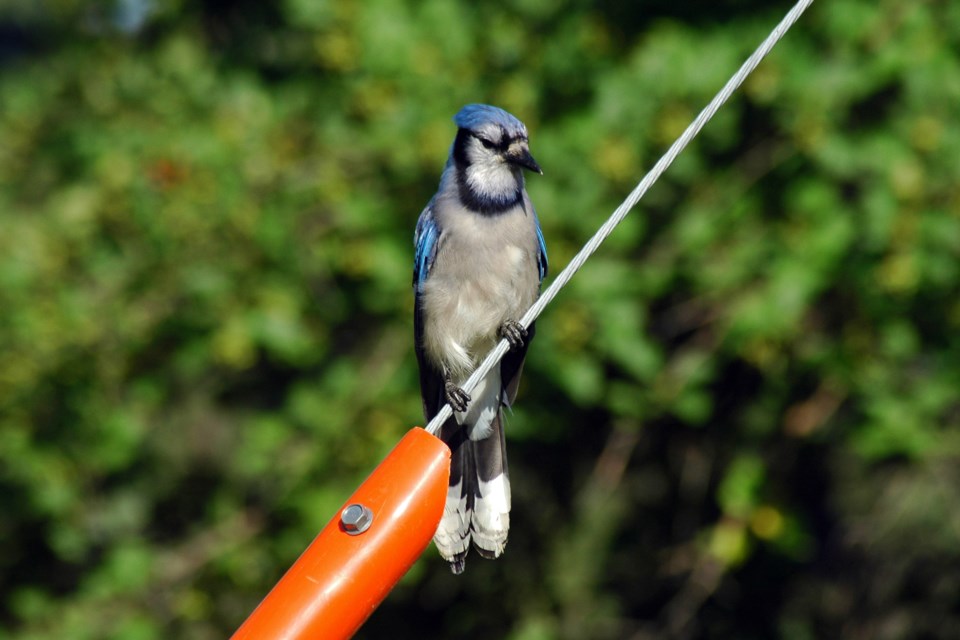Bluejay on a wire Les Dunford