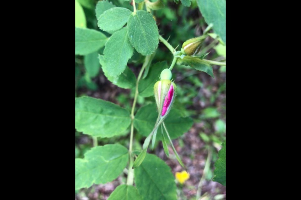 Budding wildrose