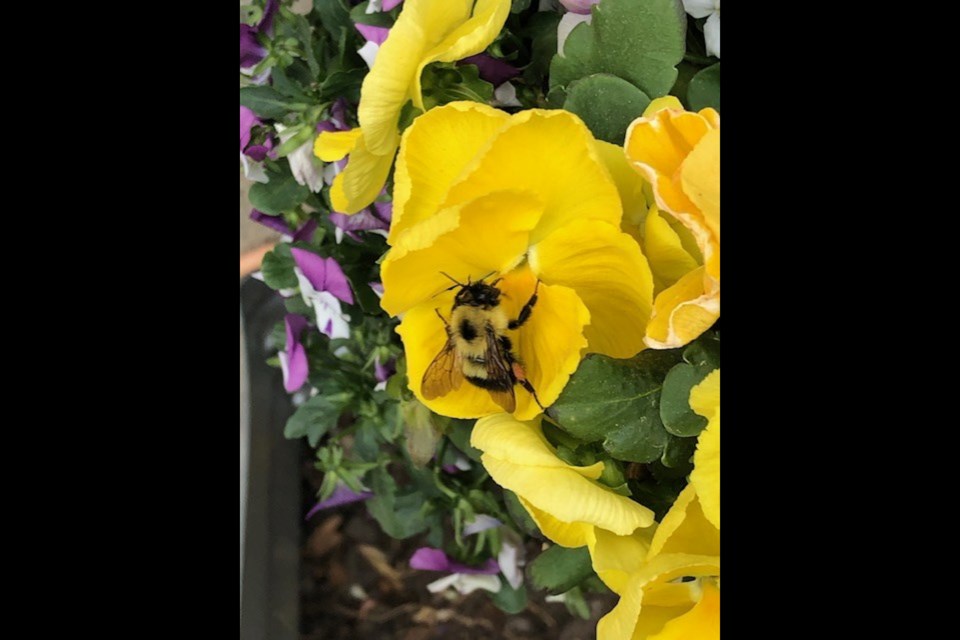 Bumblebee pansies PI