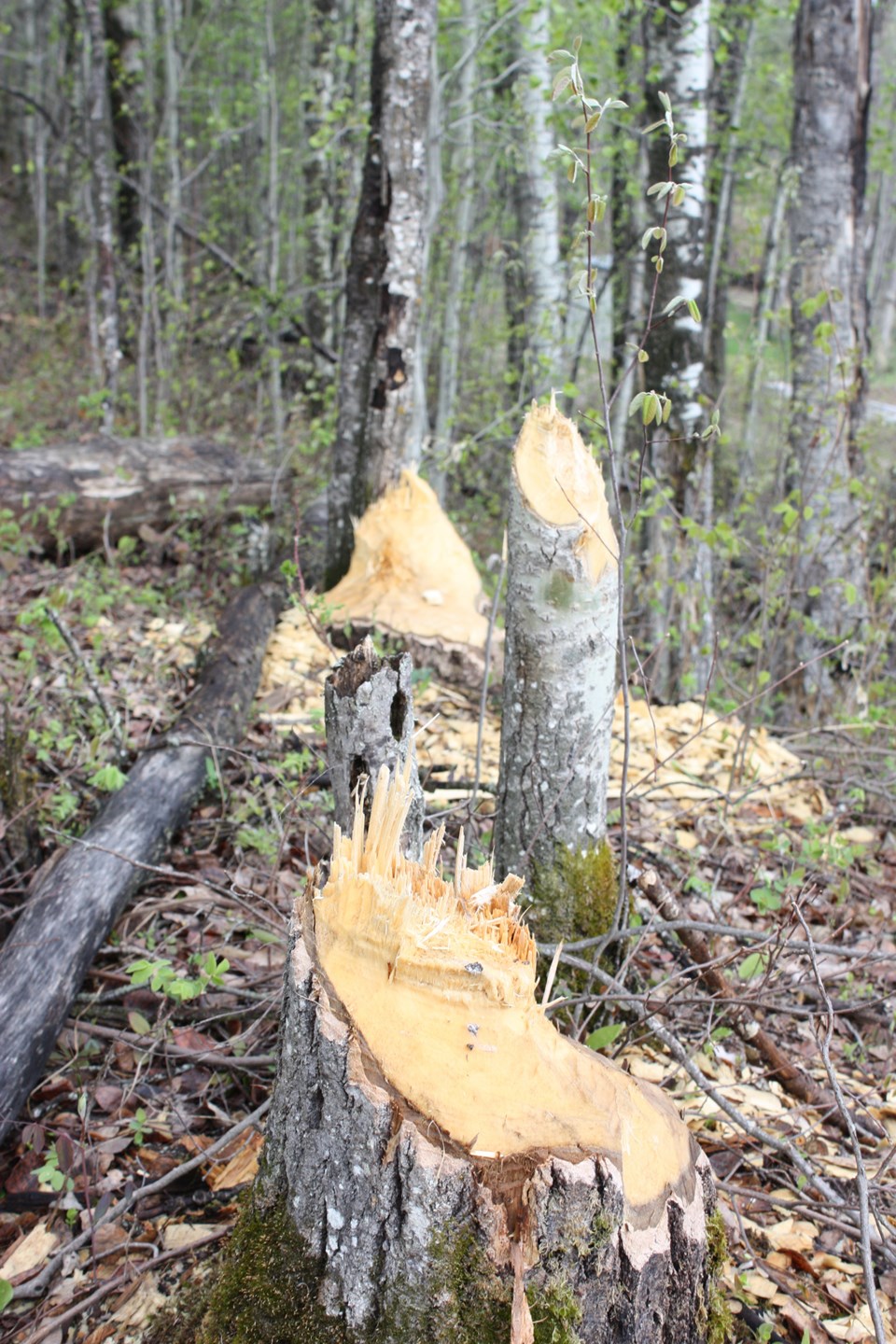 Busy beavers web