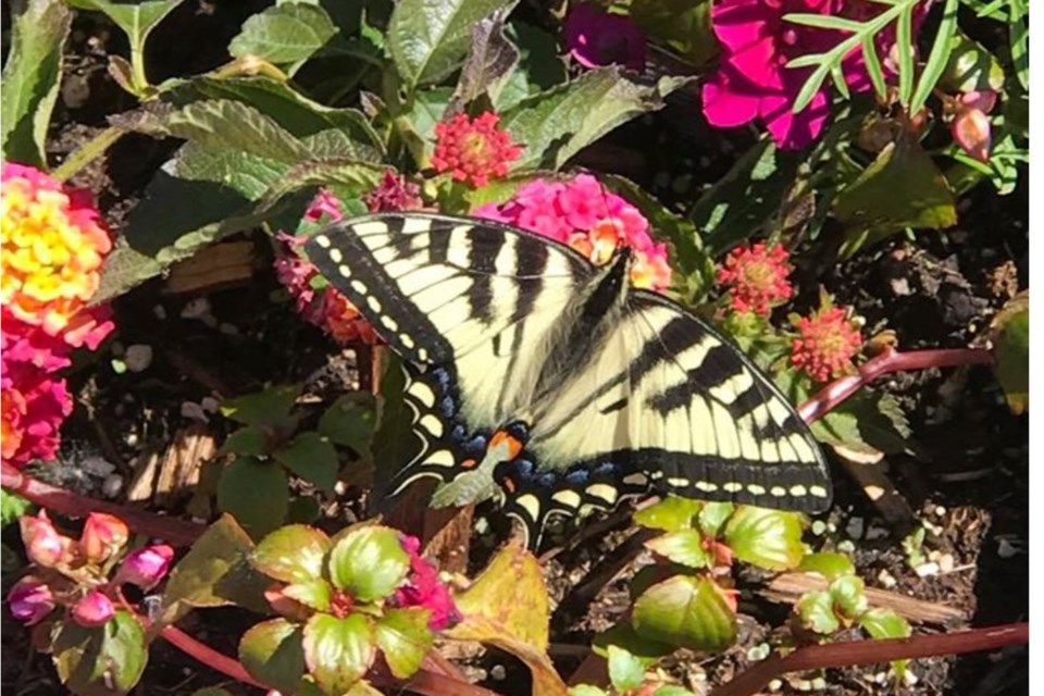 Butterfly in planter Nadine Wiselka