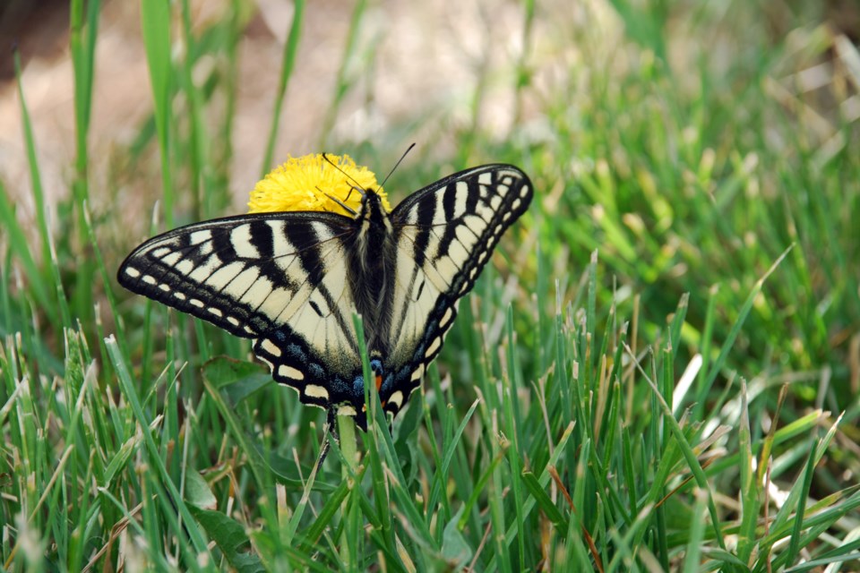 Butterfly Les Dunford