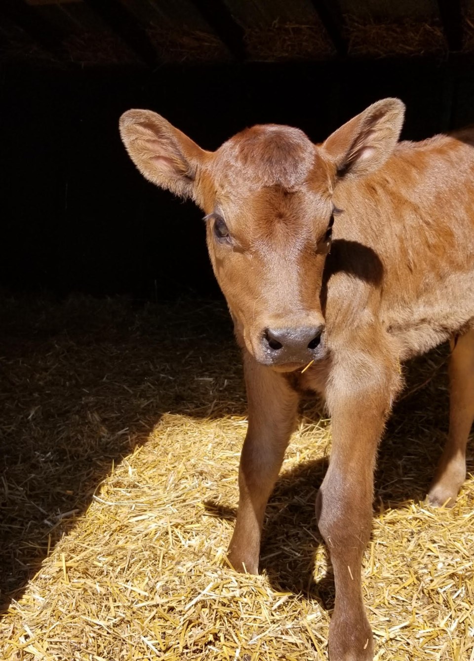 Calf closeup Natalie Langkopf web