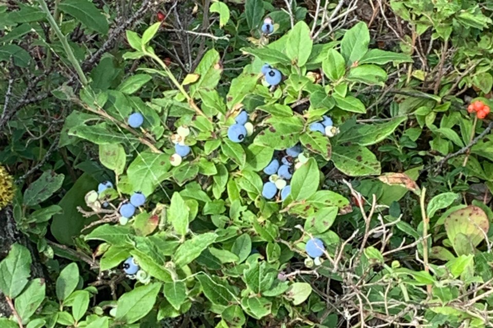 Calling Lake Blueberries_Curtis Cardinal