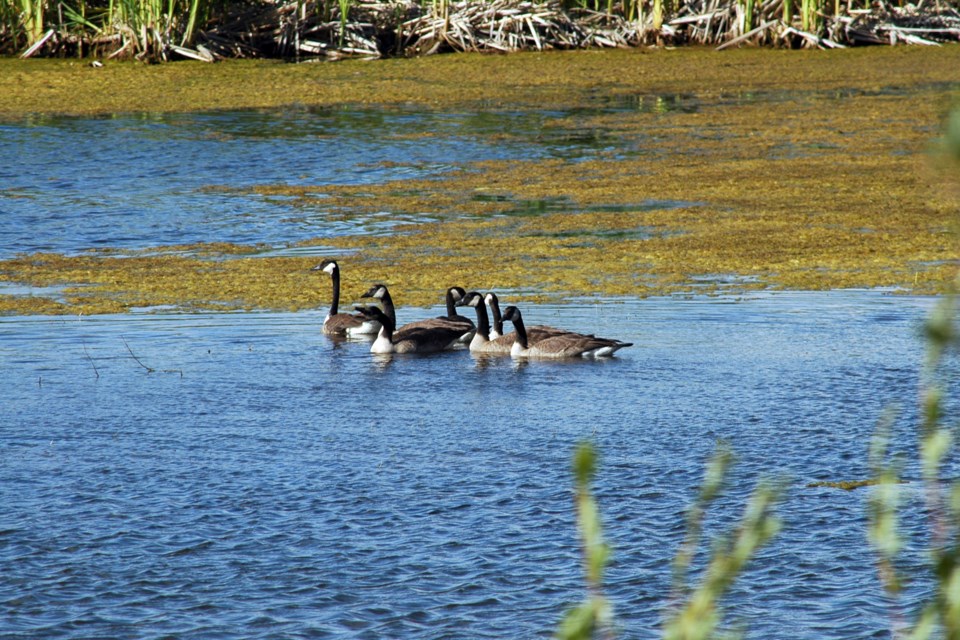 Canada geese Les Dunford