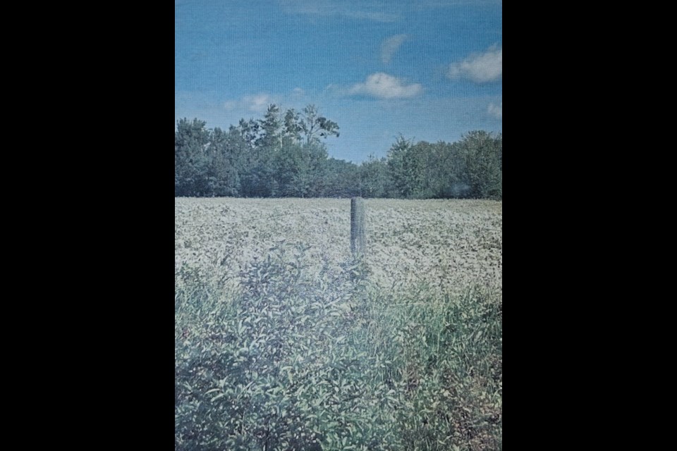 Find the crop. County of Barrhead agricultural Feldman Don Medcke said he had difficulty finding the oat crop in amongst all the Canadian thistle.