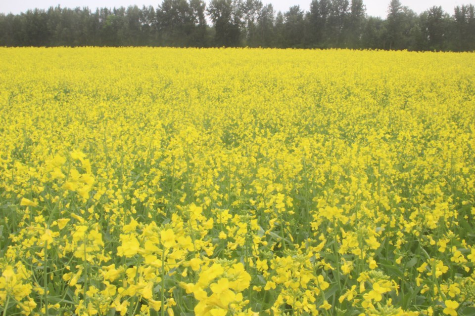 Canola Field (for VM)