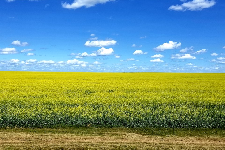 Canola field Daniel Schiff