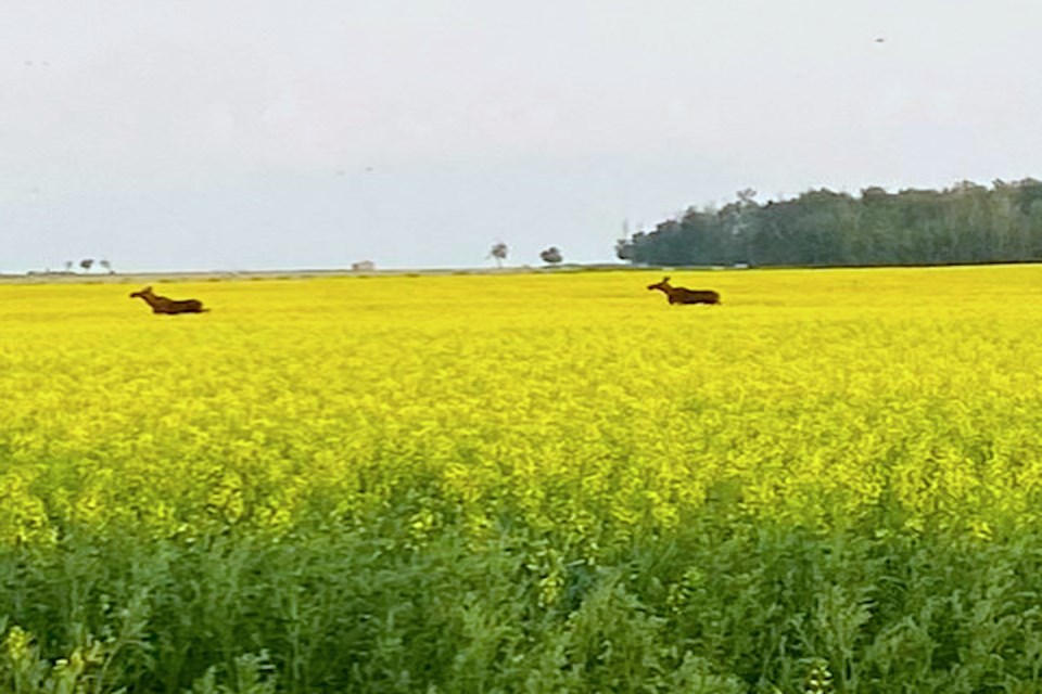 Canola moose Maureen Schnirer