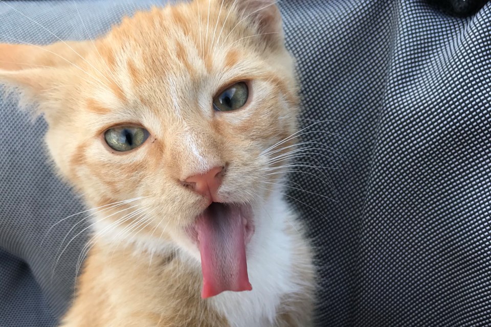 cat bleb Pam Ilomin
