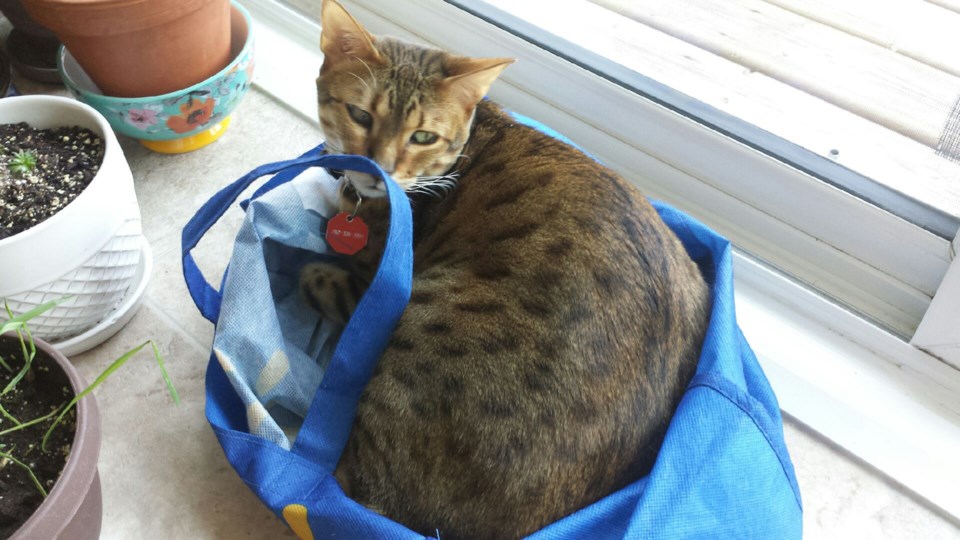 Cat in a bag web