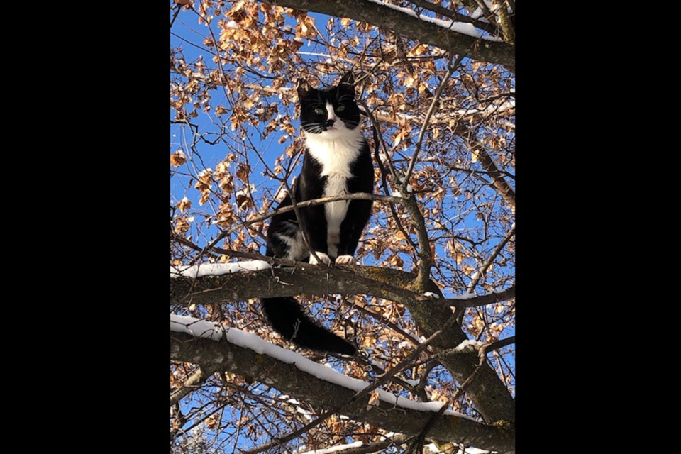 Cat in Tree_PI_01