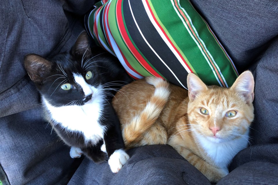 Chats_PI