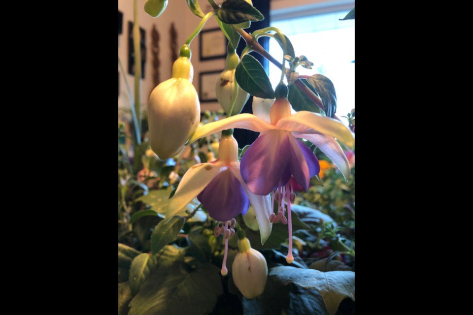 Colourful fuscia