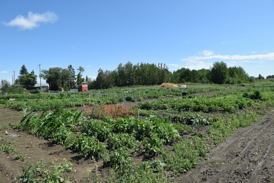 community-garden-july-25-2023-copy