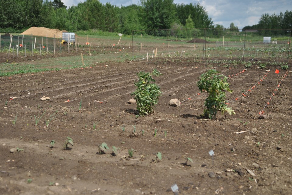 community-garden-june-15-copy