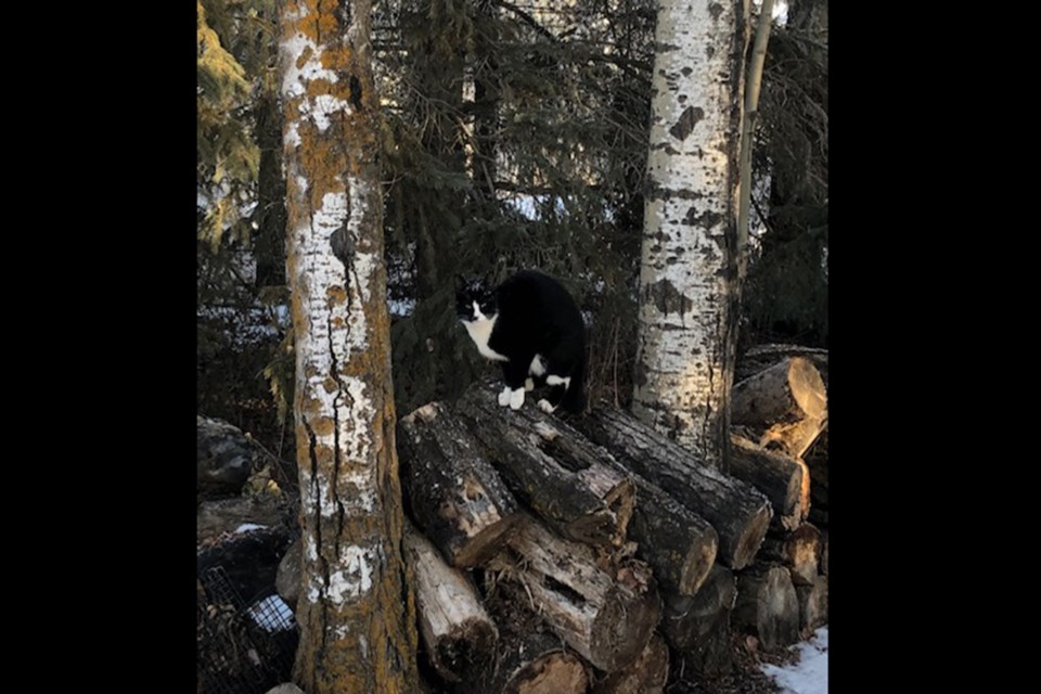 Cool Cat_PI
