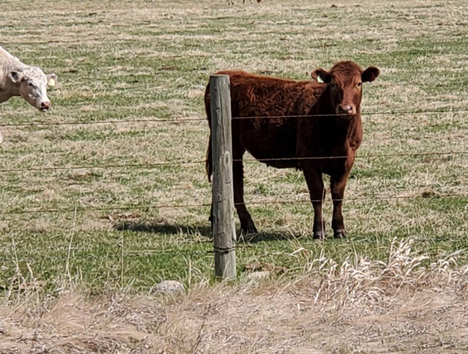 Cow in field1 web