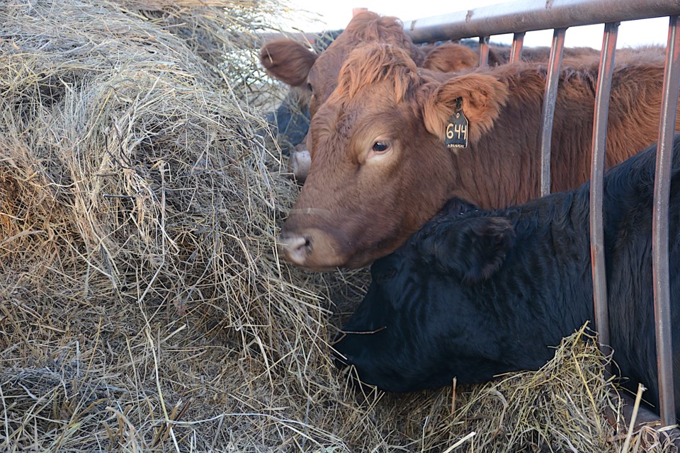 Cows winter feed Les Dunford/WN